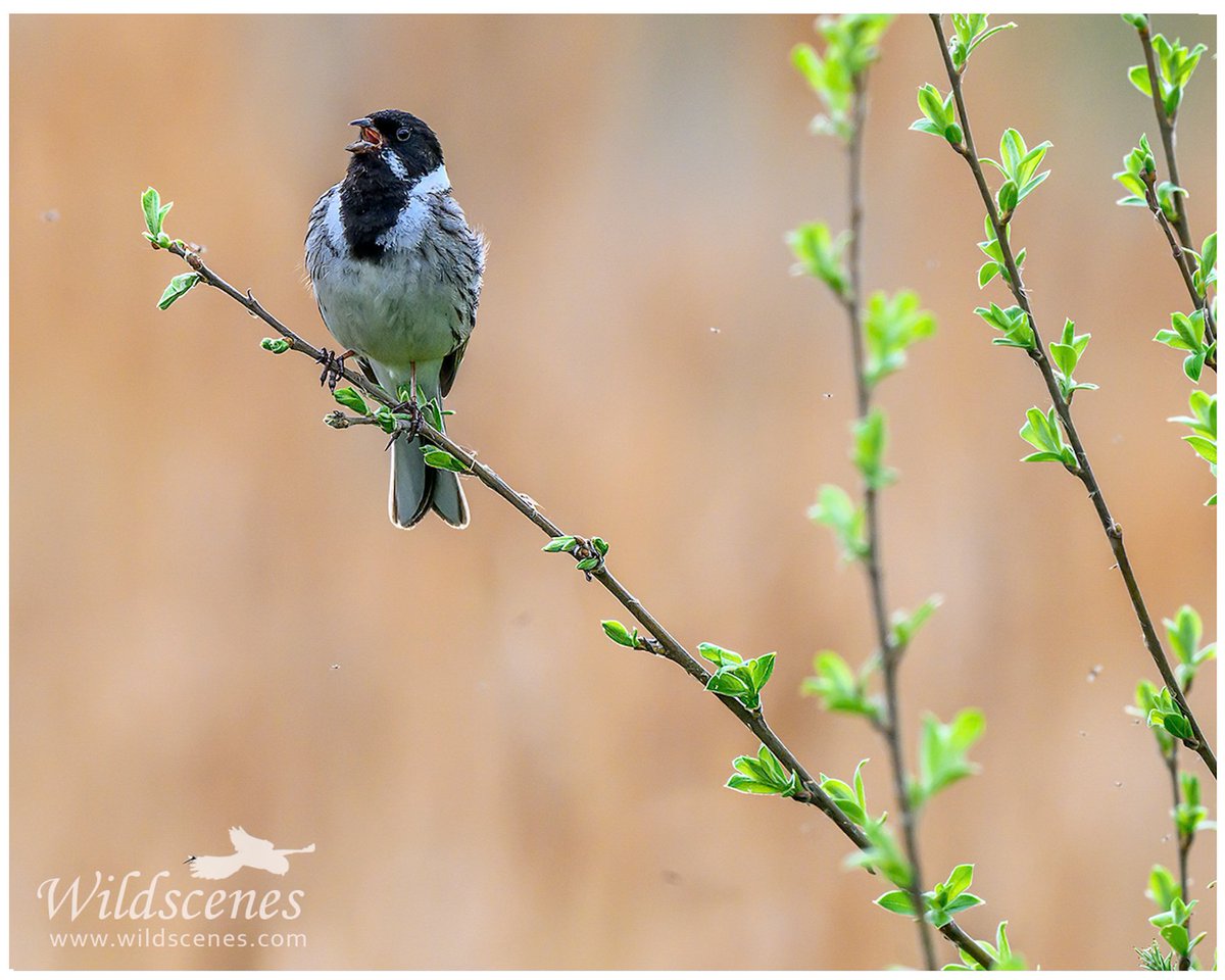 John Gardner (@wildscenesuk) on Twitter photo A reed bunting heralding another spring day <a href="/RSPBAireValley/">RSPB Fairburn Ings and RSPB St Aidan’s</a> St Aidens.
<a href="/BBCSpringwatch/">BBC Springwatch</a>
#birdphotography A reed bunting heralding another spring day <a href="/RSPBAireValley/">RSPB Fairburn Ings and RSPB St Aidan’s</a> St Aidens.
<a href="/BBCSpringwatch/">BBC Springwatch</a>
#birdphotography