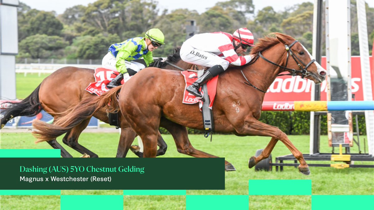 🏆 DASHING WINS THE WANGOOM!
Listed win at Warrnambool ✔
Purchased alongside <a href="/mitchellbstock/">Mitchell Bloodstock</a> <a href="/inglis_sales/">Inglis</a>  ✔
Pedigree-backed result ✔

This one felt good.
#StakesWinner #InglisPremier #Dashing #StallionMatch