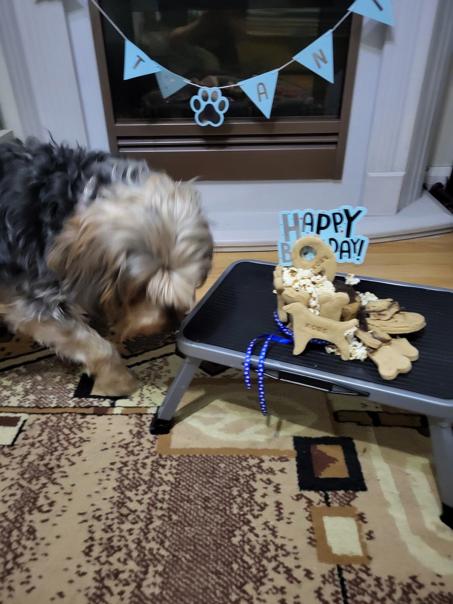 Happy 9th Birthday to my big bruvver Kobe, have da bestest day you party animal🐕
Big sloppy kisses from your wee sister Bonnie 😘😘🥰
Now share da cake 🎂 😍😘