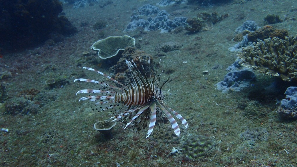 The Australian Society for Fish Biology is no longer posting on X.

You can still find us on...

🐟 Facebook
🐟 LinkedIn
🐟 Bluesky

...and our website, asfb.org.au

So long, and thanks for engaging with all the fish! 
🦈🐡🐠🦐🎣🌊