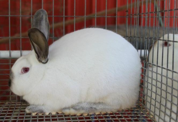 AgriHopper's tweet photo. Did you know?
Rabbits digest fiber twice, thanks to their cecotrope cycle.
It’s nature’s digestive genius—recycling nutrients and maximizing feed efficiency.
More nutrition. Less waste.
#RabbitScience #AgriHopperBiology https://t.co/qR9hq5m4kv