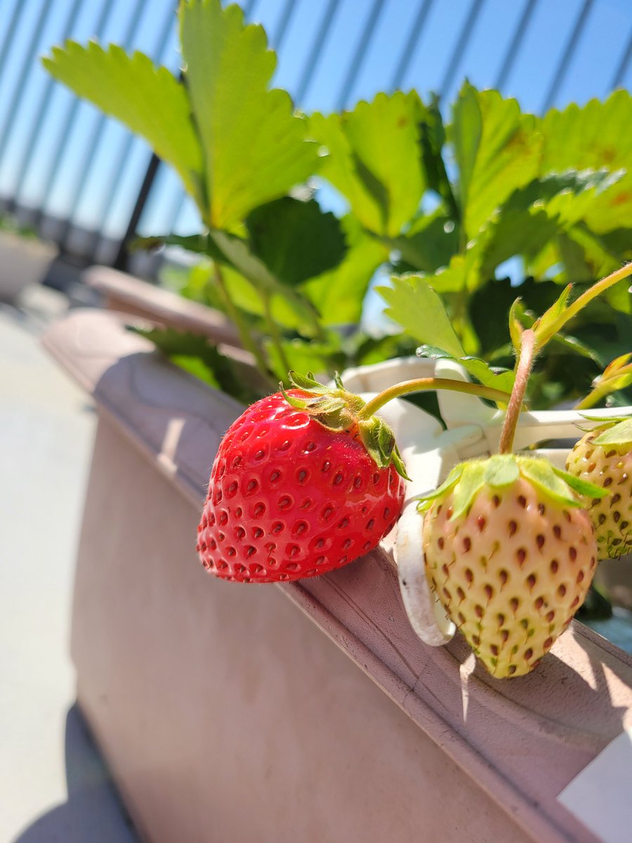 我が家のイチゴも色づき始めました🍓

一番乗りはよつぼしさん😊

#家庭菜園
#プランター菜園