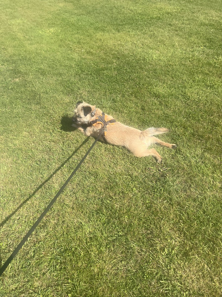 Nothing like a good sploot in the sunshine before it gets too hot pals #BTPosse