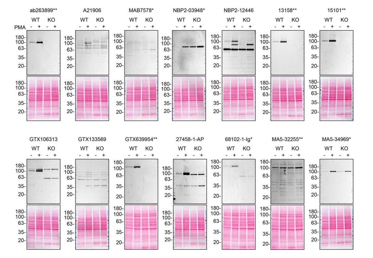 Antibodies don't work.

NLRP3 is by far the most studied inflammasome — yet &lt;30% of commercial antibodies were specific.

Only 4 of 14 tested antibodies detected NLRP3 specifically.

Antibodies must be validated before use.

Full report by <a href="/YCharOS1/">YCharOS</a> zenodo.org/records/116239…