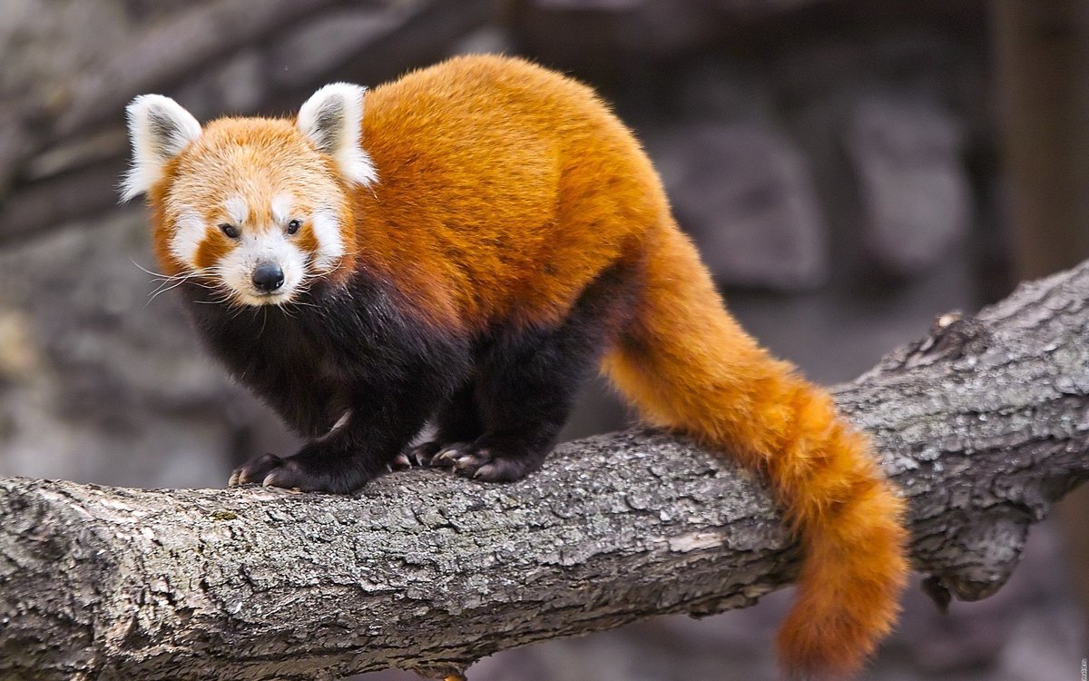 Red Panda Every Hour! (@redpandaeveryhr) on Twitter photo 