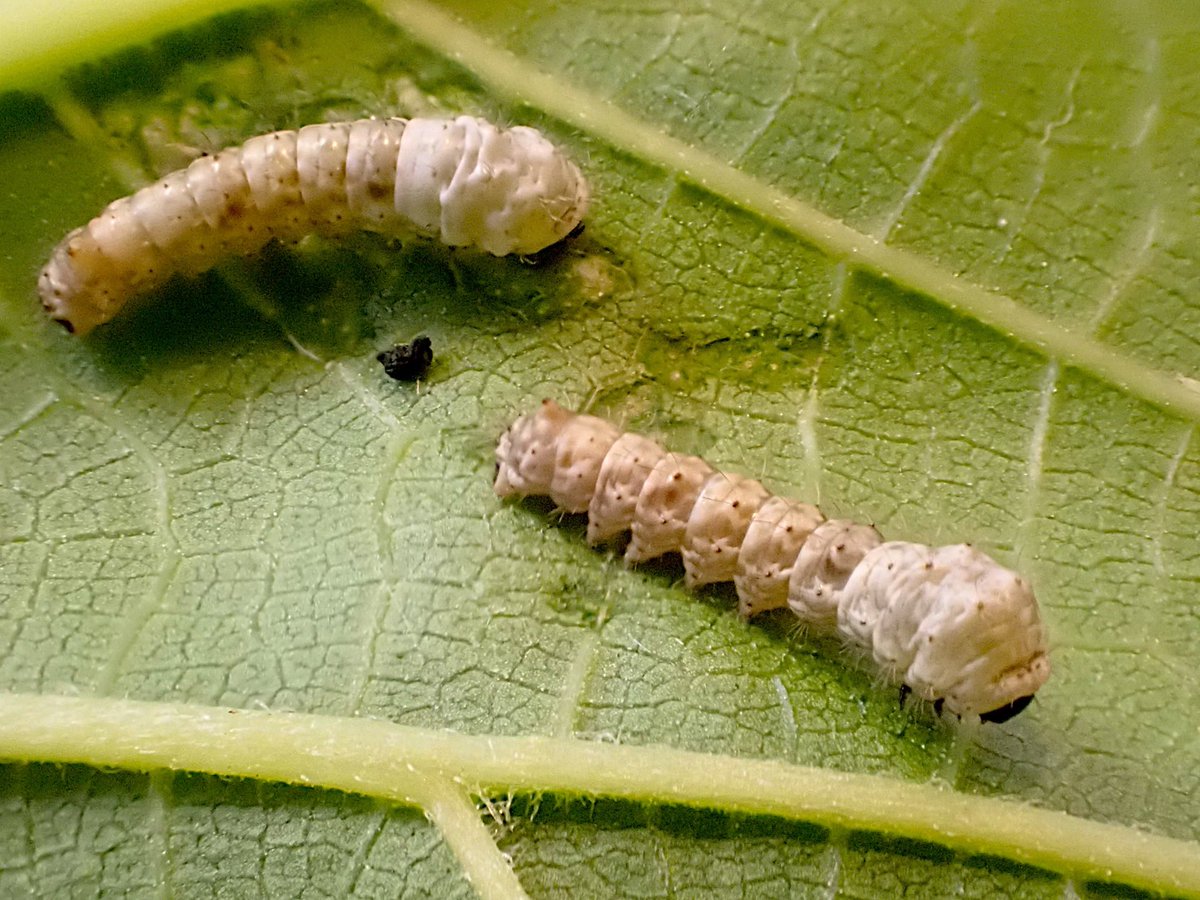 【カイコの展示が始まりました】
新館の情報コーナーでカイコが見れます。
まだ小さな可愛い幼虫です。
ぜひ、成長の過程を見にきてねー。

#カイコ #橿原市昆虫館