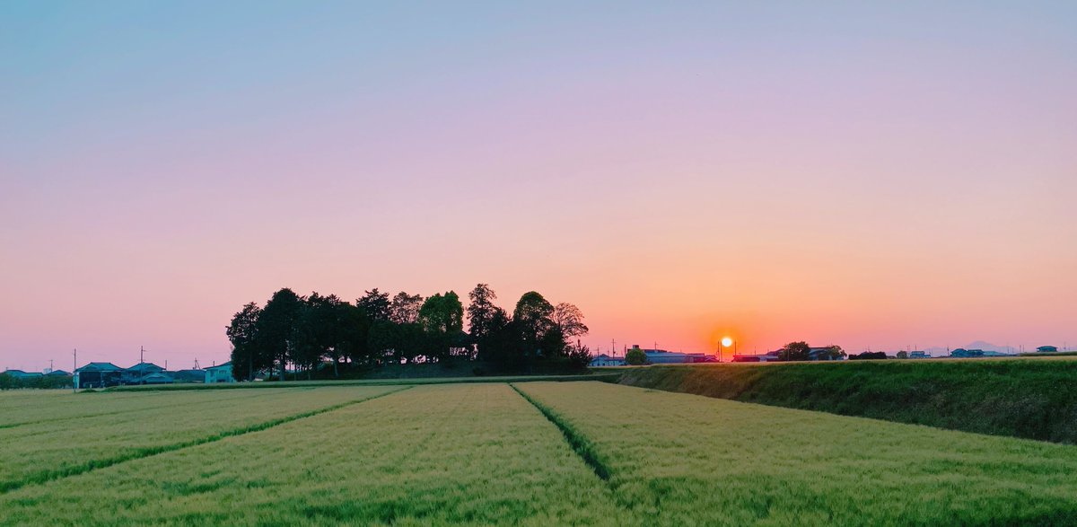 osarutume's tweet photo. 麦畑
夕焼け
田んぼの水張り

夕暮れどき
淡い空の色が田んぼに広がる

#田んぼ https://t.co/cqg0Es2R1g