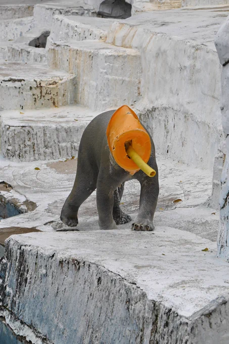 【GW特別再掲】「なんぞこれ」「こんなん見たら泣くわ」天王寺動物園にUMA(未確認動物)の出現報告。その異様な姿にSNS衝撃大阪市内の天王寺動物園で撮影された「謎の動物」。オレンジ色の物体と黄色のチューブを被ったUMAの正体は…?記事初出:2024年12月21日 