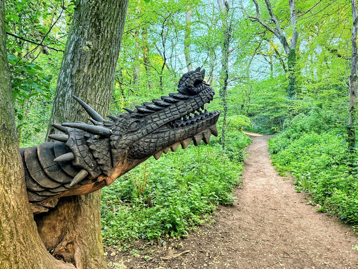 Very warm already this morning on our dog walk in a rather random northern location: Coed Y Felin woods in luxurious Lisvane.