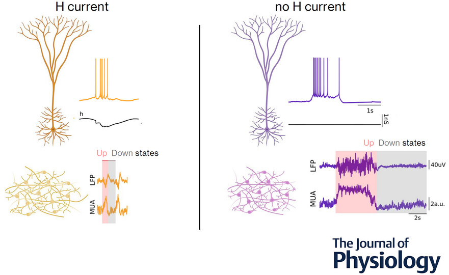 Leonardo Dalla Porta (@ldallap1) on Twitter photo This is now published at <a href="/JPhysiol/">Journal of Physiology</a>
physoc.onlinelibrary.wiley.com/doi/abs/10.111… This is now published at <a href="/JPhysiol/">Journal of Physiology</a>
physoc.onlinelibrary.wiley.com/doi/abs/10.111…