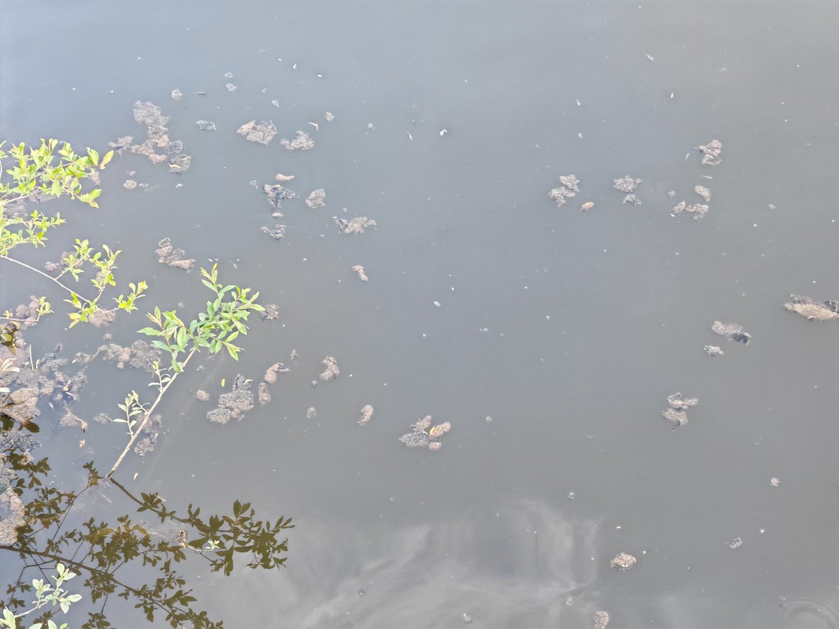 Lucia (Luby) Cunningham (she/her) (@lubyart) on Twitter photo I was disgusted to see human waste floating down the #riversevern in Shrewsbury yesterday! <a href="/EnvAgency/">Environment Agency</a> you really need to be tackling this now! This is truly unacceptable. I was disgusted to see human waste floating down the #riversevern in Shrewsbury yesterday! <a href="/EnvAgency/">Environment Agency</a> you really need to be tackling this now! This is truly unacceptable.