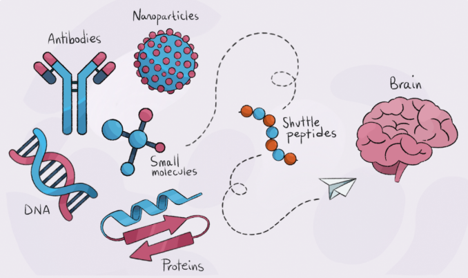 BoschiGimpera's tweet image. #SpinOffUB | 🧠 Gate2Brain, spin-off de la #UniBarcelona, valida una tecnologia clau per fer arribar anticossos al cervell. 

🚀 Un pas important cap a noves teràpies per a malalties neurològiques.

👉 fbg.ub.edu/actualitat/gat…