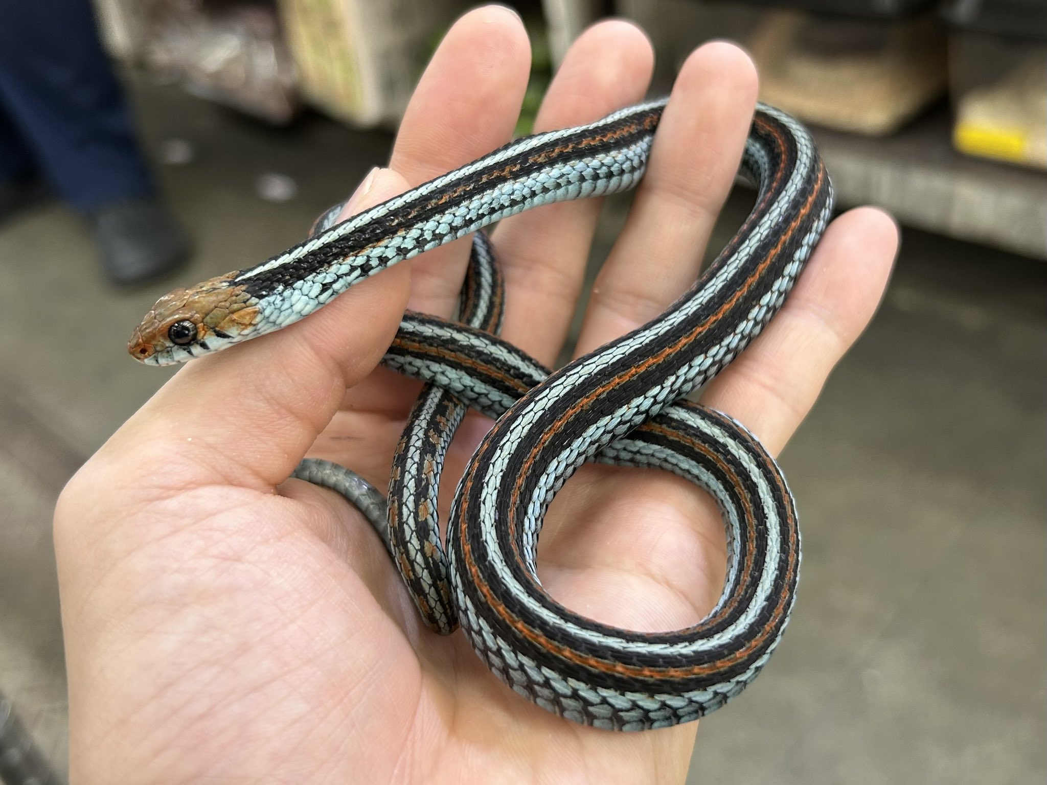 大きめサイズが勢揃い！ナミヘビ色々（シシバナヘビ以外