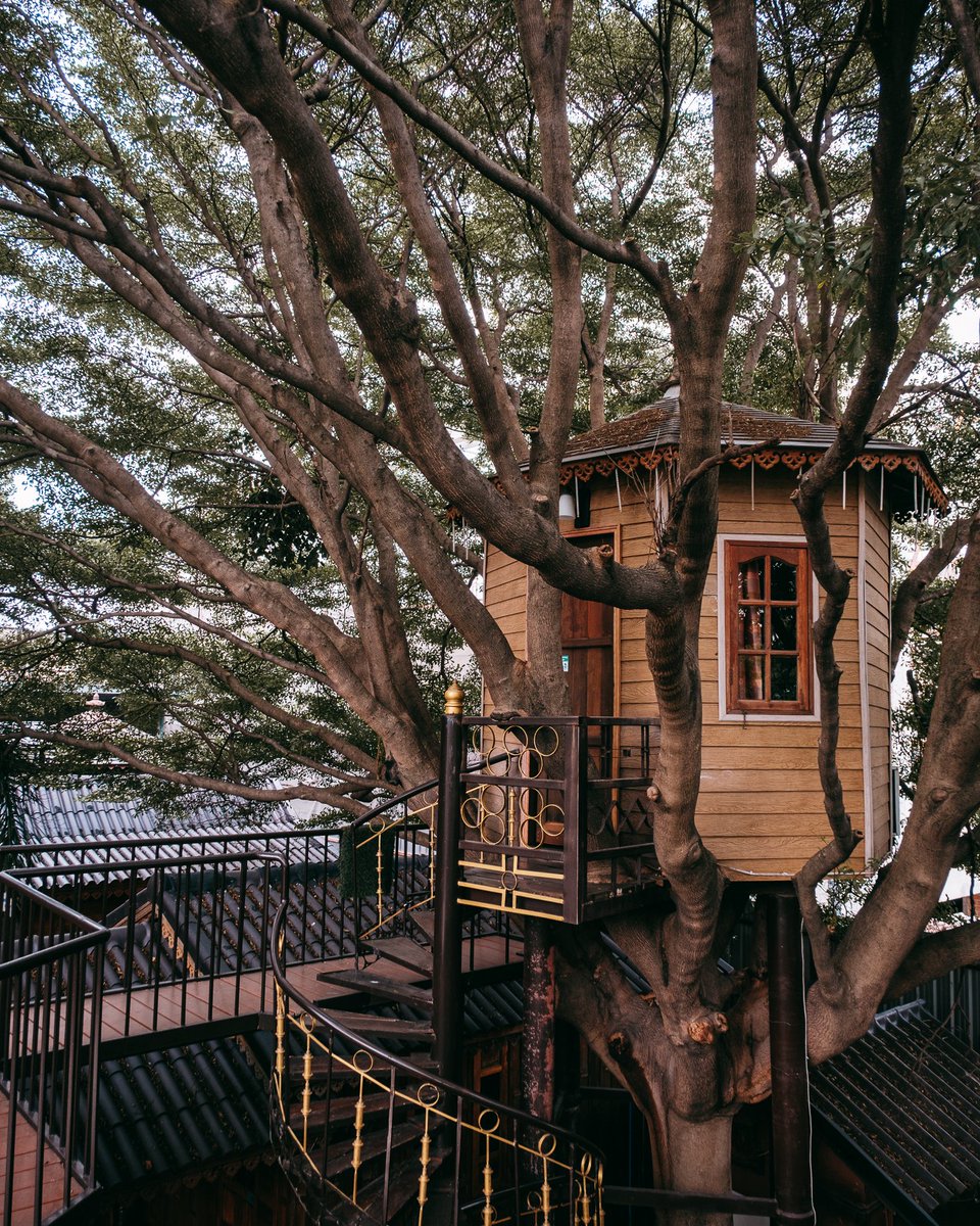 ใครจะคิดว่ากรุงเทพฯ จะมีคาเฟ่ฟีลกลางป่าแบบนี้ ThaiWan (ไทยหวัน) สเปซสุดร่มรื่นที่ในซอยปรีดีพนมยงค์ 26 มาในคอนเซ็ปต์ Social Culture Cafe บรรยากาศเหมือนเปิดวาร์ปไปเชียงใหม่ มีทั้งบ้านต้นไม้ ทางเดินลอยฟ้าใต้ร่มไม้ใหญ่ และสัตว์น่ารักๆ อย่างนกยูง เต่า ไก่ และปลาคาร์ฟ เดินเล่นเพลินสุดๆ