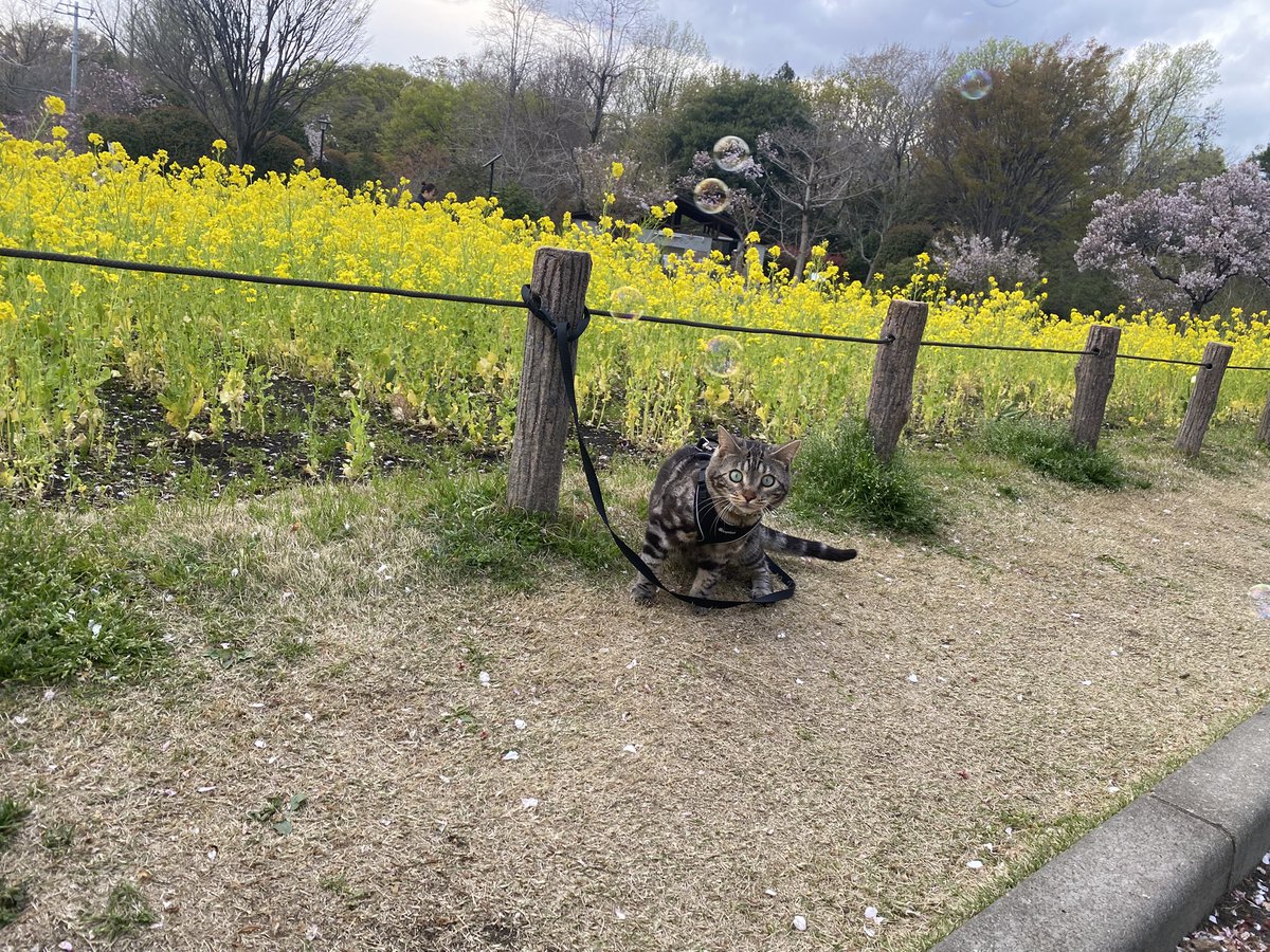 小森千沙 tweet media