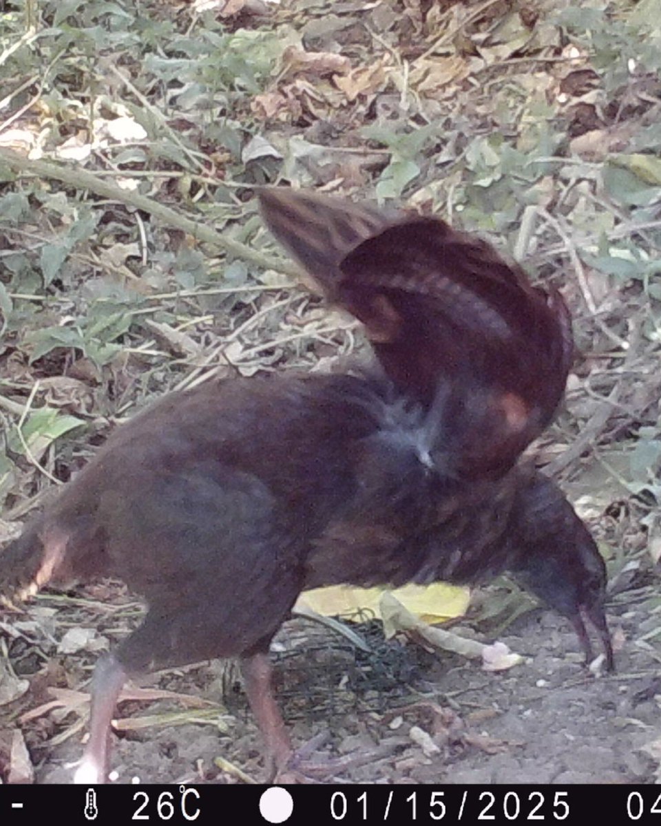 The Weka are wandering west! We've captured quite a few weka on the cameras we use to monitor stoats, with the most westerly sighting recorded near the west end of Onetangi Beach. Have you spotted any even further west? #PredatorFree2050