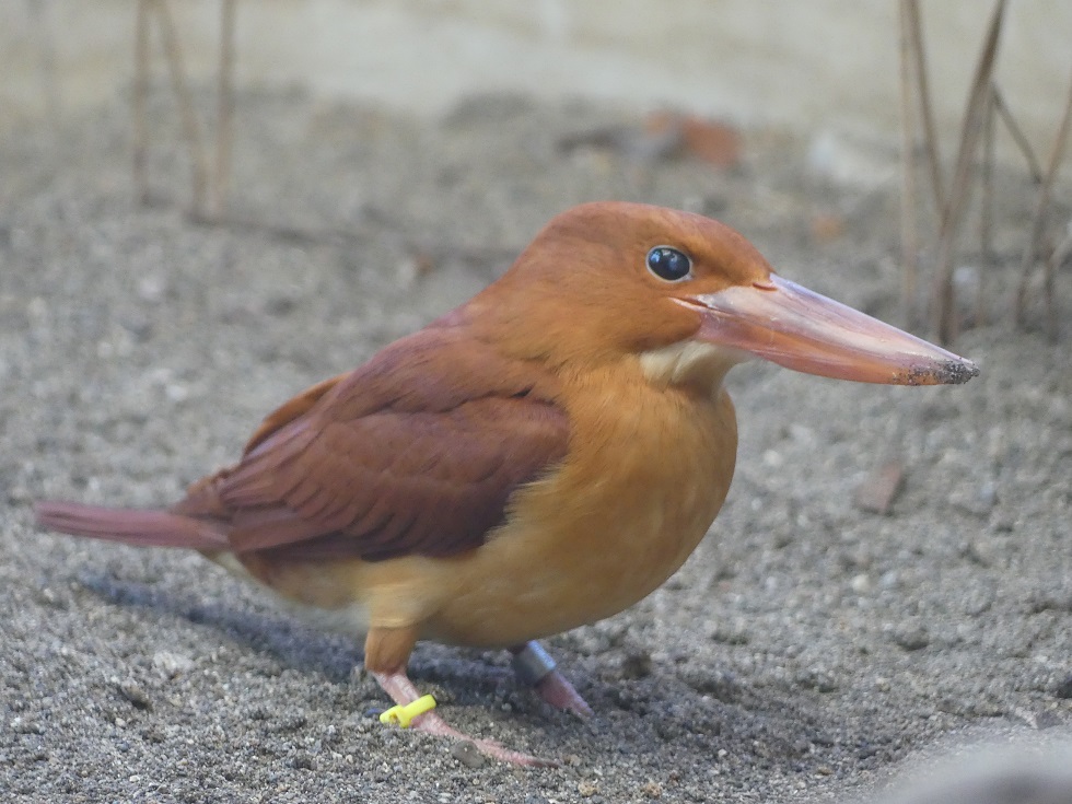 日本の鳥Ⅰ」 では、さらにさえずりの声が増えています。 前半の2回は