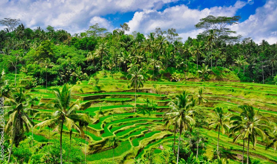 #poetrycommunity #amwriting #writingcommunity 

Rice Terrace 

In 
the
morning,
I 
go 
to
the 
Tegalalang 
Rice 
Terrace
in 
Ubud,
Bali, 
to
stroll 
through
a 
series
of 
cascaded
emerald-green
rice 
terraces, 
which
look
like 
giant 
staircases
with 
towering
palm 
trees