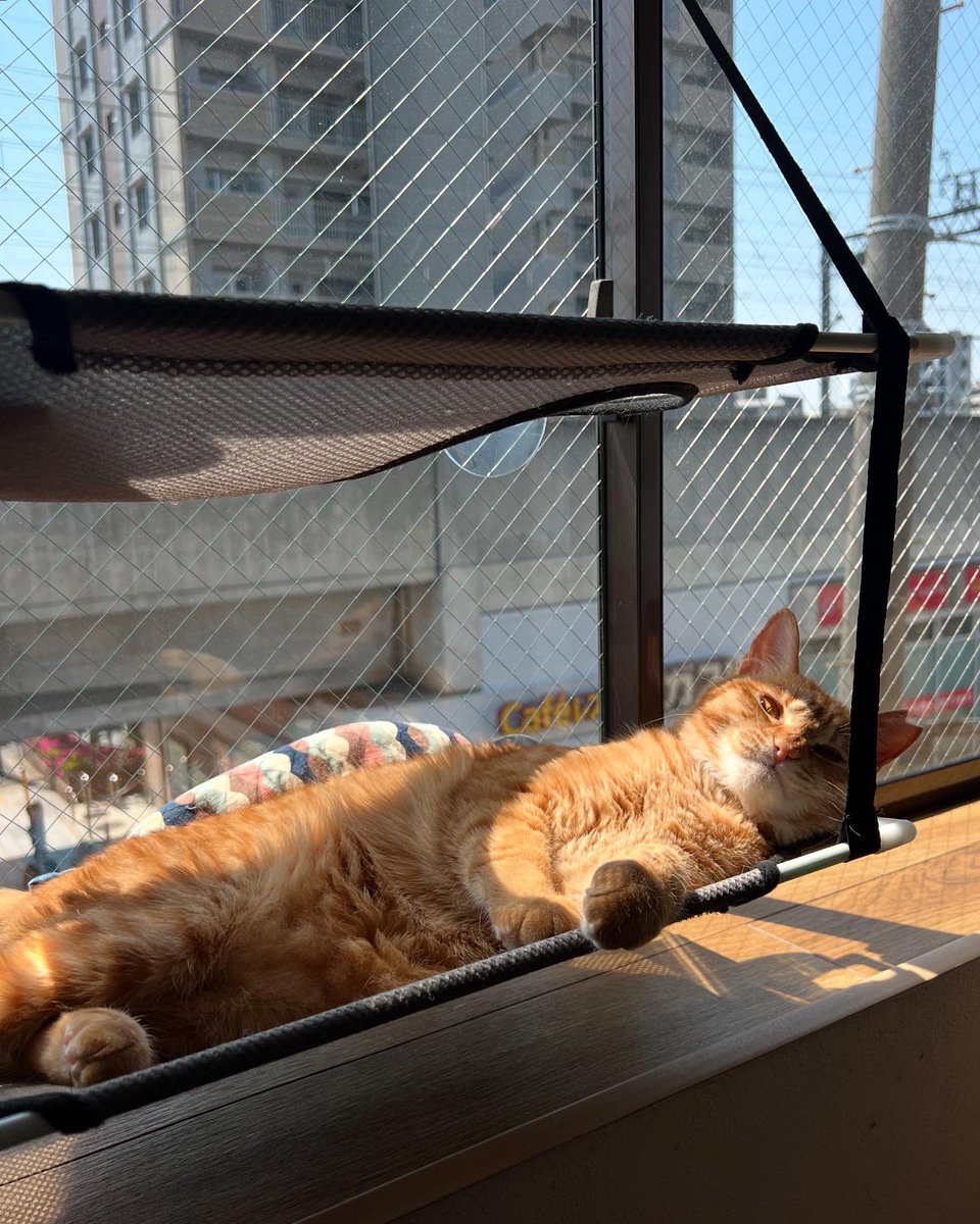 catclub_cherish's tweet photo. こんにちは♪

過ごしやすい季節になってきましたね~🍃

朝から日向ぼっこ独占中のころもちゃん😻♡

猫ちゃんたちとぽかぽかのんびりしませんか？
是非遊びにいらしてください😉

#ねこ #ねこすたぐらむ #ねこ部 
#ねこのいる生活 #猫 #にゃんすたぐらむ 
#保護猫カフェ #保護猫 #大阪 https://t.co/vLlqrcYg7E
