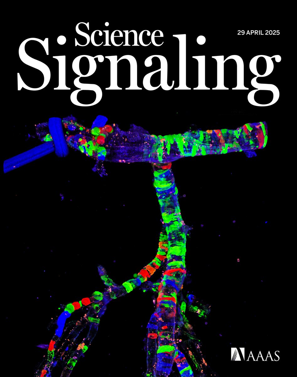 Fabrice Dabertrand (@dabertrandfab) on Twitter photo 🎉 Excited to share our new paper in Science Signaling on #brain #pericytes constriction and TRPC3 channel—now published, featured on the cover, and highlighted in a Focus by <a href="/vesselman/">Scott Earley</a>
🧠🧪 Check it out: science.org/toc/signaling/…
<a href="/AMCPharmacology/">CU Anschutz PharMM Program</a> <a href="/CUAnschutz/">CU Anschutz Medical Campus</a> #Neurovascular #TRP 🎉 Excited to share our new paper in Science Signaling on #brain #pericytes constriction and TRPC3 channel—now published, featured on the cover, and highlighted in a Focus by <a href="/vesselman/">Scott Earley</a>
🧠🧪 Check it out: science.org/toc/signaling/…
<a href="/AMCPharmacology/">CU Anschutz PharMM Program</a> <a href="/CUAnschutz/">CU Anschutz Medical Campus</a> #Neurovascular #TRP