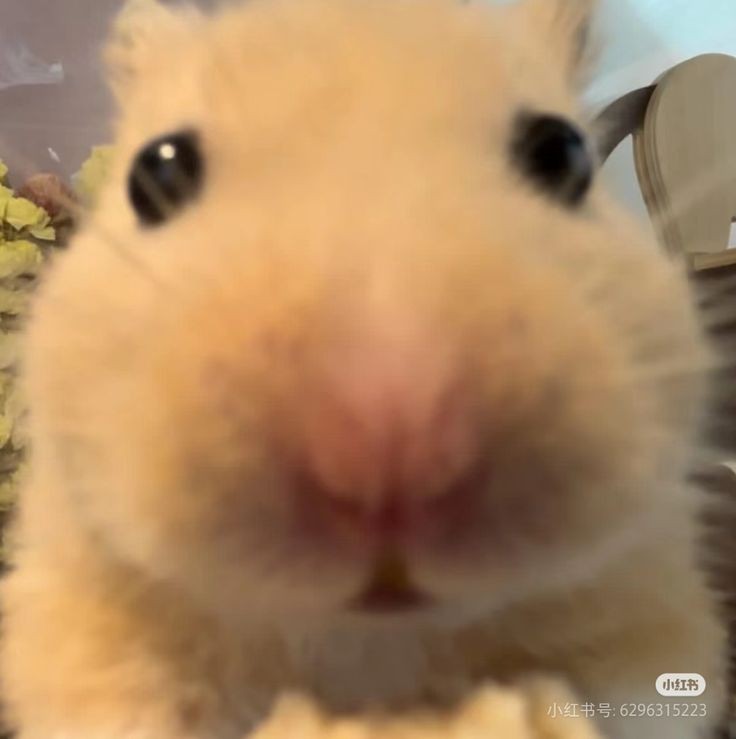 js's my babe (slow) tweet media