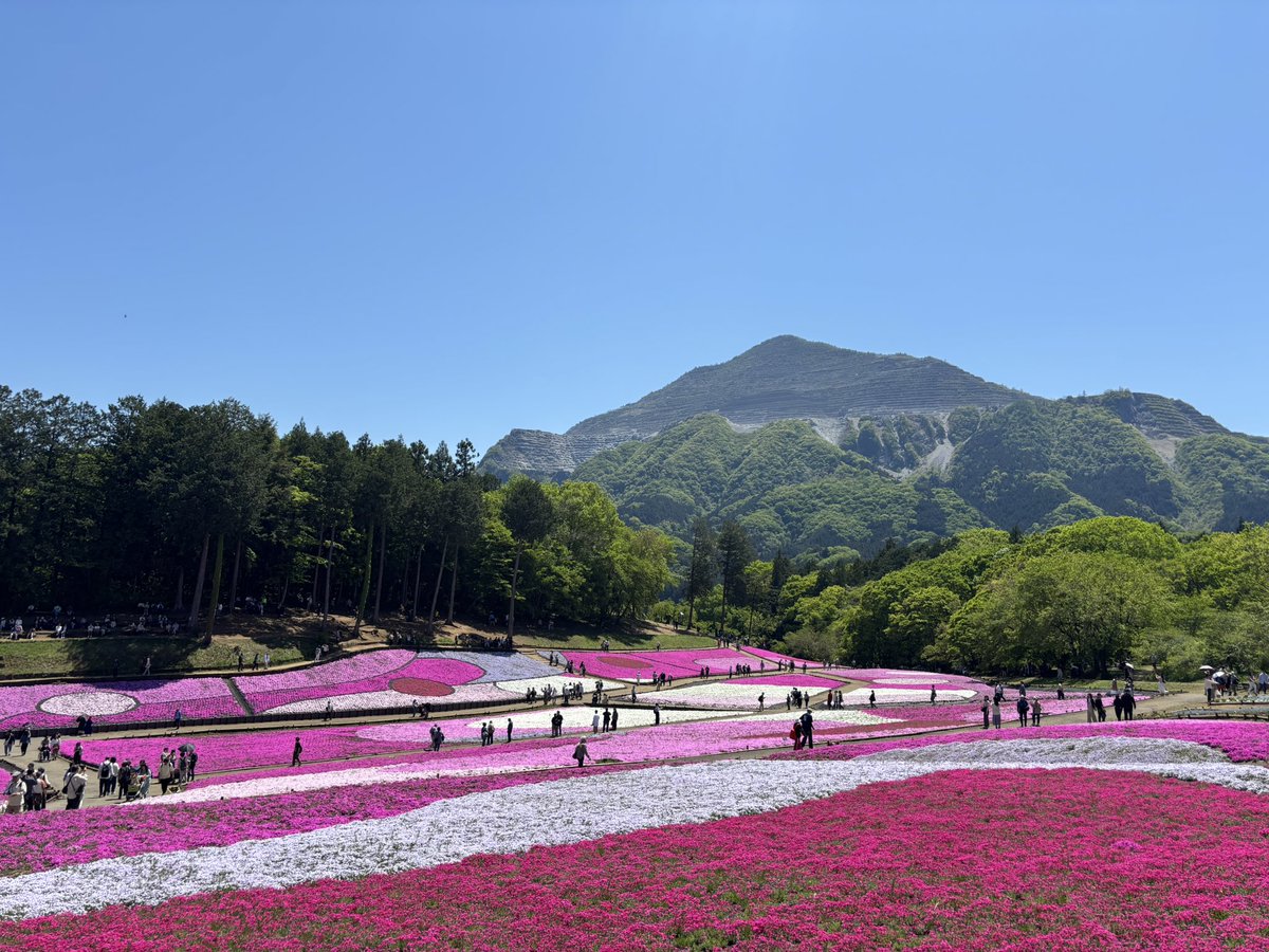 bussan_chichibu's tweet photo. 絶景だ！！

#秩父
#芝桜 https://t.co/caiKoWoEs5