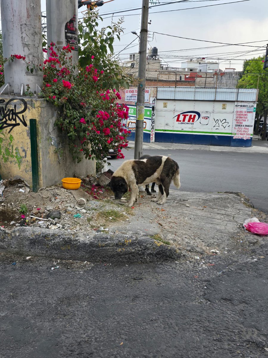 EryRZ's tweet photo. @LopezCasarinJ solicitó apoyo ya que estos perros el día de hoy atacaron a mi perro y le desprendieron la piel y no hay quien se haga responsable, hay alguna forma que la alcaldía pueda ayudarnos? https://t.co/2HH0UkTcLb