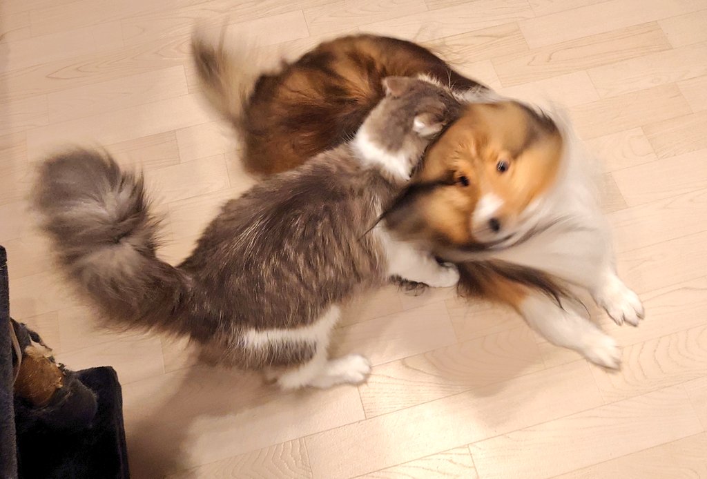 猫のガッツリホールドからデスロールで抜け出そうとする犬