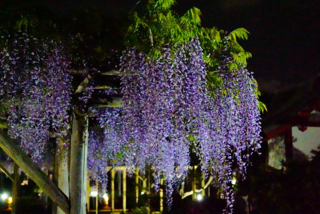 mani2ni2's tweet photo. 🪻🌃🪻🌃🪻

夜のライトアップが素敵すぎた藤棚🪻📷

#藤棚
#藤まつり2025 #藤祭り
#亀戸天神 
#写真好きな人と繋がりたい 
#東京カメラ部
#sonyalpha7c 
#sonyalphagallerya
#sonyalphagallery https://t.co/0SqFrdNhUd
