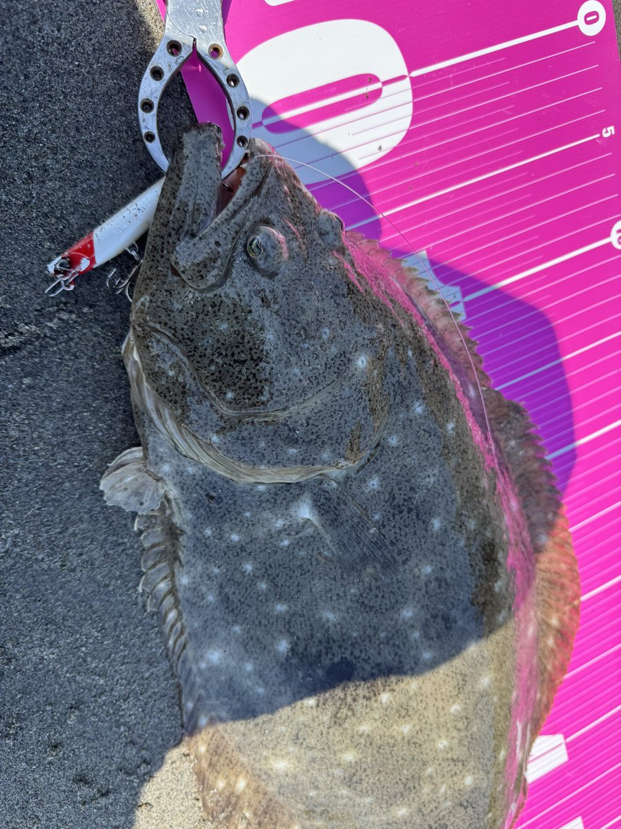 土日中の干潮狙いでいいサイズ
数投で勝負あり🫡