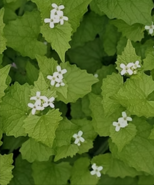 Garlic mustard is the edible invader shading out trilliums &amp; violets. May–Jun is time to eat it!

👃Check reliable sources to ID it
💪 Apr–Jun: grip at crown &amp; pull entire root
🥬 Seal in bag—no soil shake &amp; NO compost
🍯 Blitz into pesto!

📸 Central Lake Conservation Authority