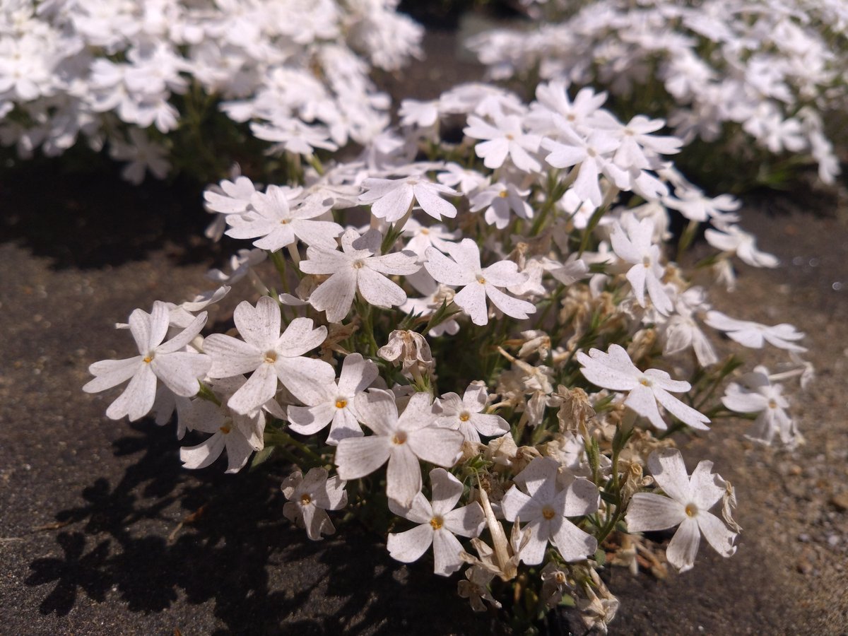 芝桜が綺麗でした