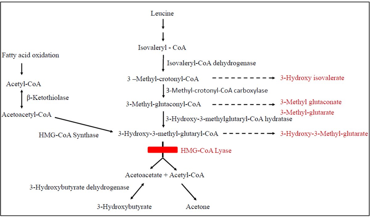 🎉Article Alert: Use of sodium D, L-3-hydroxybutyrate as adjunct therapy in two siblings with HMG-CoA lyase deficiency  
#HMGCoAlyasedeficiency

🙌 HMG-CoA lyase deficiency is a rare autosomal recessive mitochondrial disease.          

💪Read more: 
f.oaes.cc/xmlpdf/733d7ad…