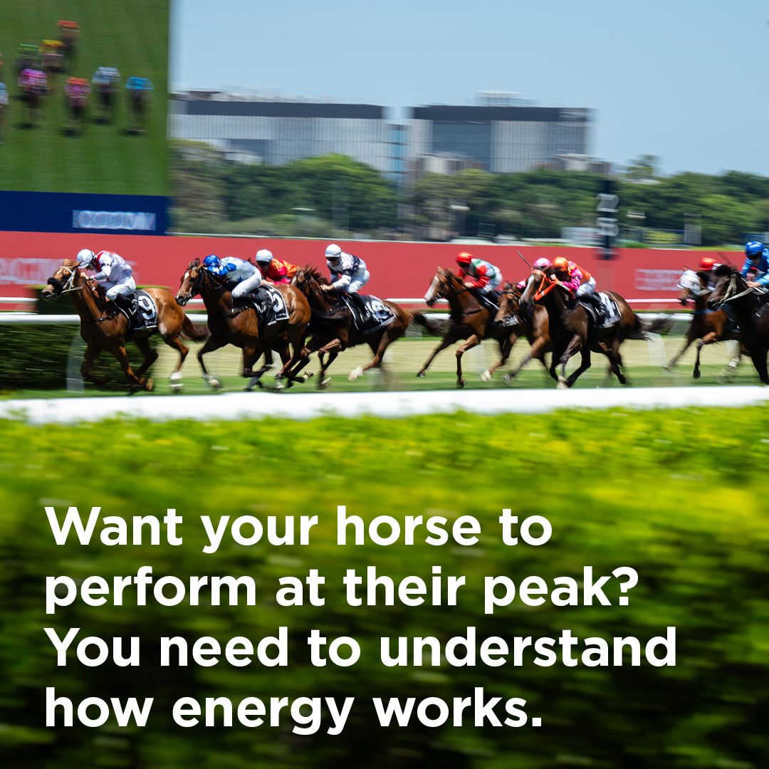 barastoc_racing's tweet photo. Maximise your racehorse’s performance by learning how energy is produced, stored, and used — nutrition is the foundation of success.
https://t.co/BidRb3md6U
@kyequine
#Barastoc #BarastocRacing #EquineNutrition #KER https://t.co/FecrPR0zMm
