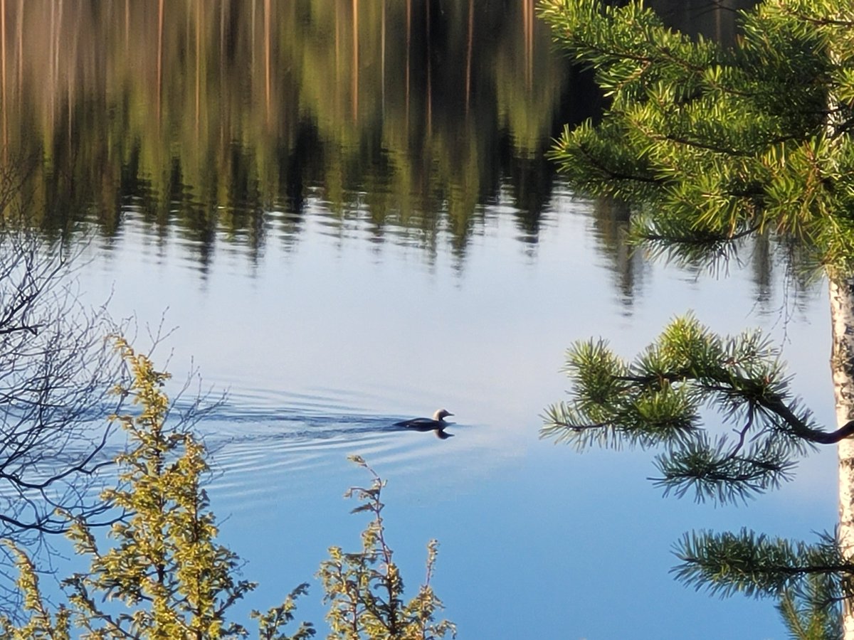 Timo Määttä tweet media