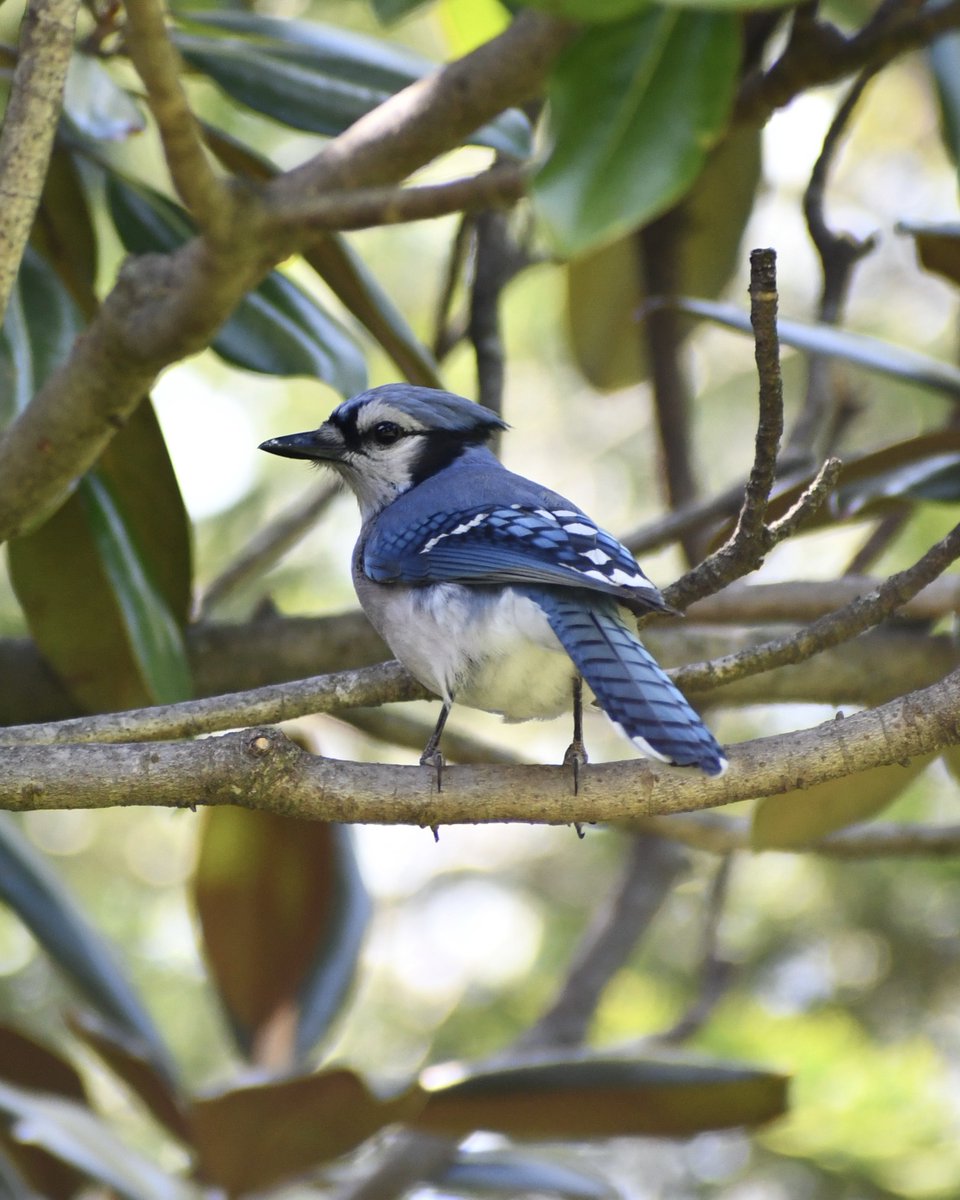 Blue Jay visit this afternoon💙