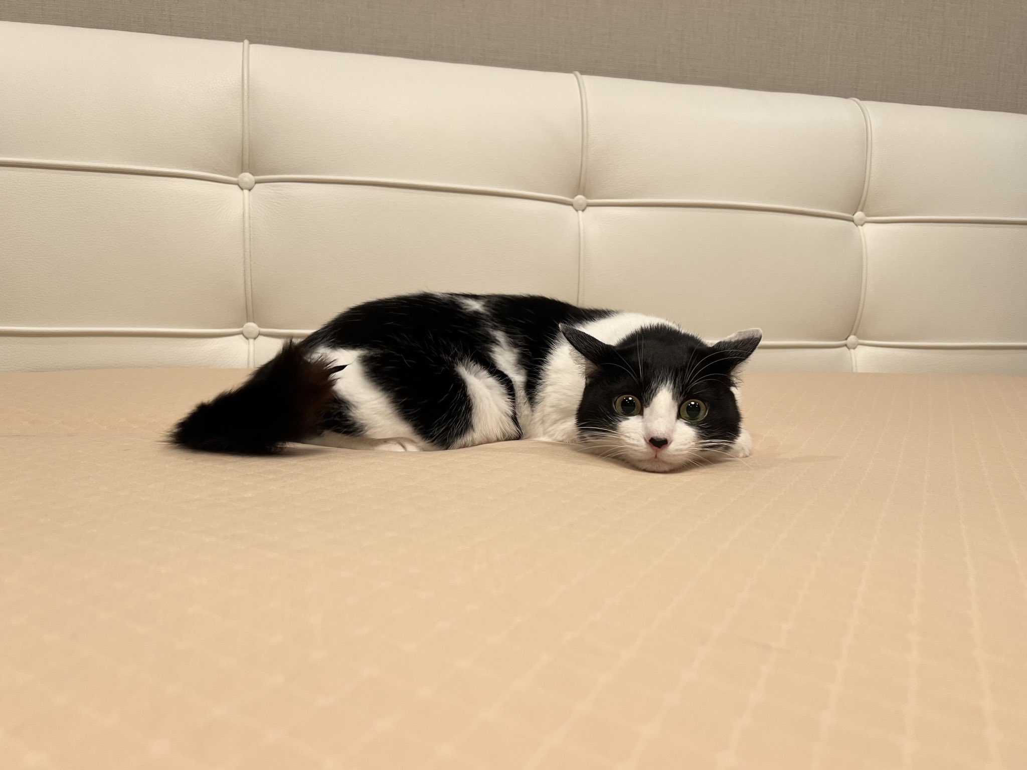 藤 あや子🐾 on X: 