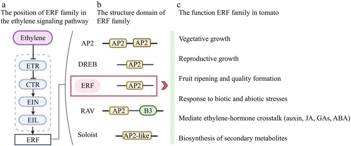 PlantHormones25's tweet photo. 📣New Review: Revisiting the functions of ethylene response factors (ERFs) in tomato
#Ethylene #Fruitripening
Full Text: https://t.co/Tdptsbq6bX https://t.co/ZJRttuC6dO
