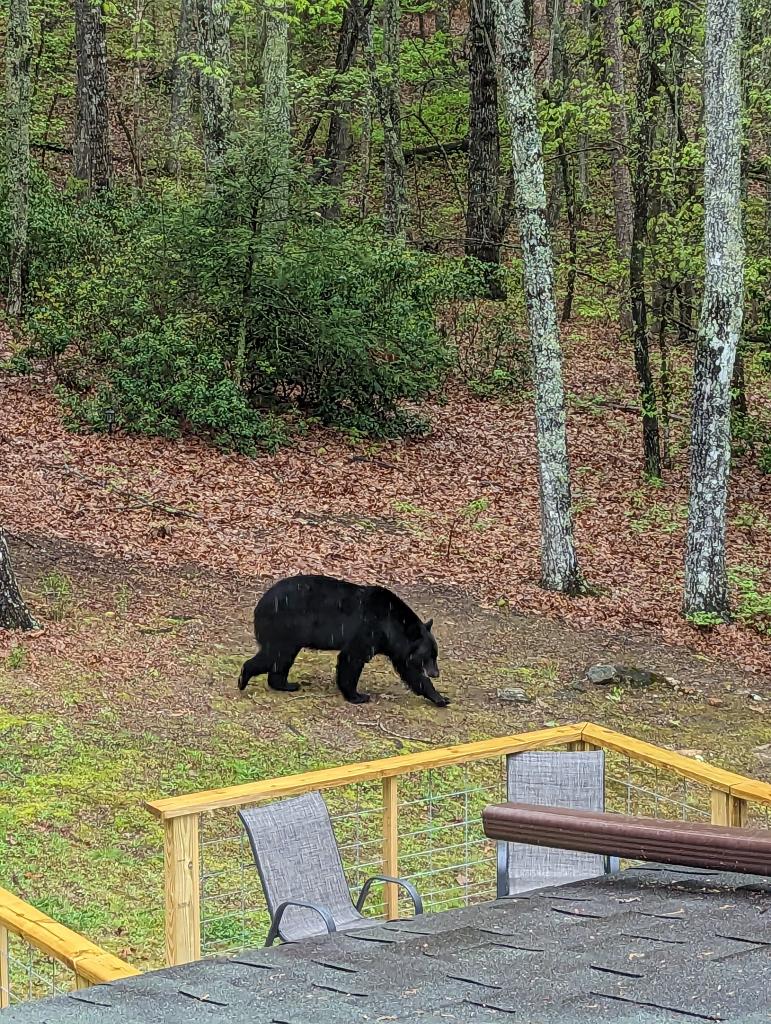 ArdentlyGrant's tweet image. Commuter Bear cutting thru the backyard.. 
#TableRock #Upstate
#Sc