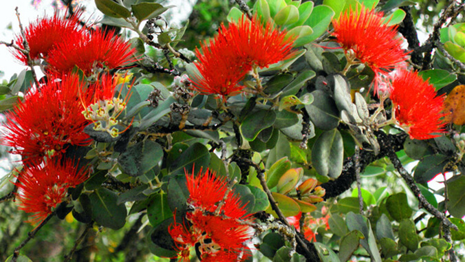 uhmanoa's tweet image. More than 1,300 people gathered in Hilo for the ʻŌhiʻa Love Fest, celebrating and protecting ʻōhiʻa lehua through science, culture, and community. Hands-on activities, expert insights, and youth participation highlighted the event ➡️ bit.ly/4iPkR5b