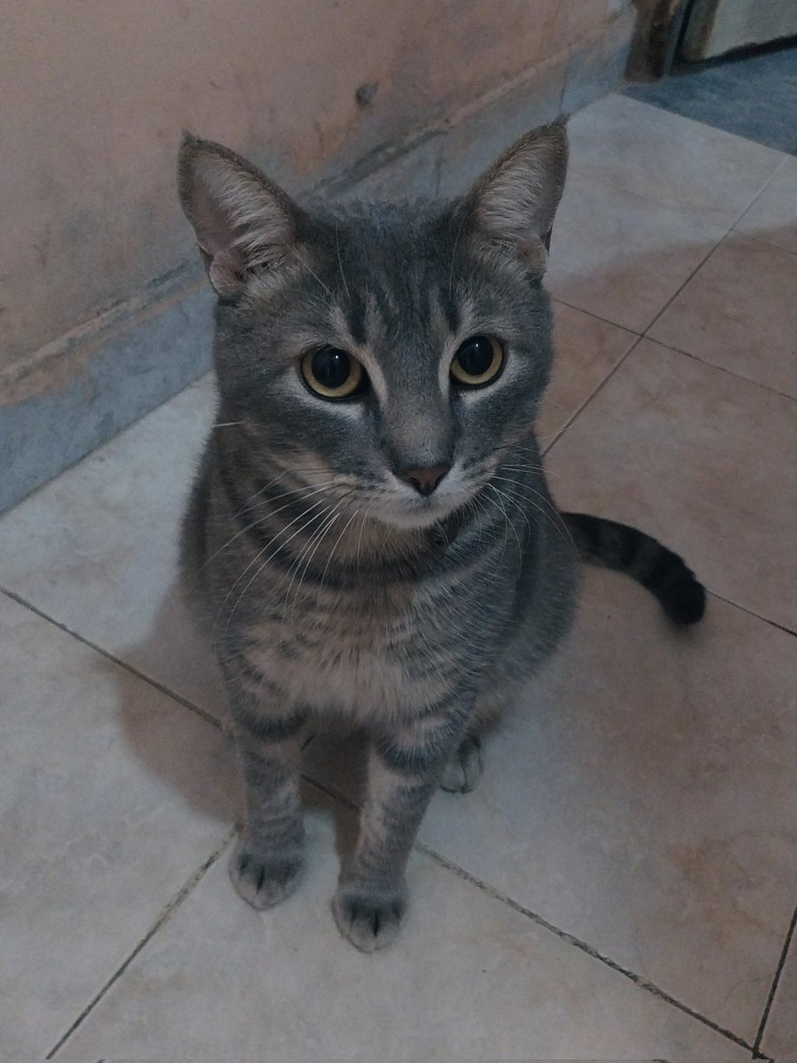 ojossdegatto's tweet photo. 💖 https://t.co/6TkWoWmdRH