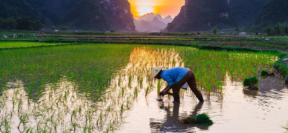 Wishing everyone Akshaya Tritiya. May this auspicious day bring prosperity, happiness, and abundant harvests. The farmers be blessed with fertile lands, timely good rains, and rich crops. Our agriculture flourish and bring happy with wealth to every home.