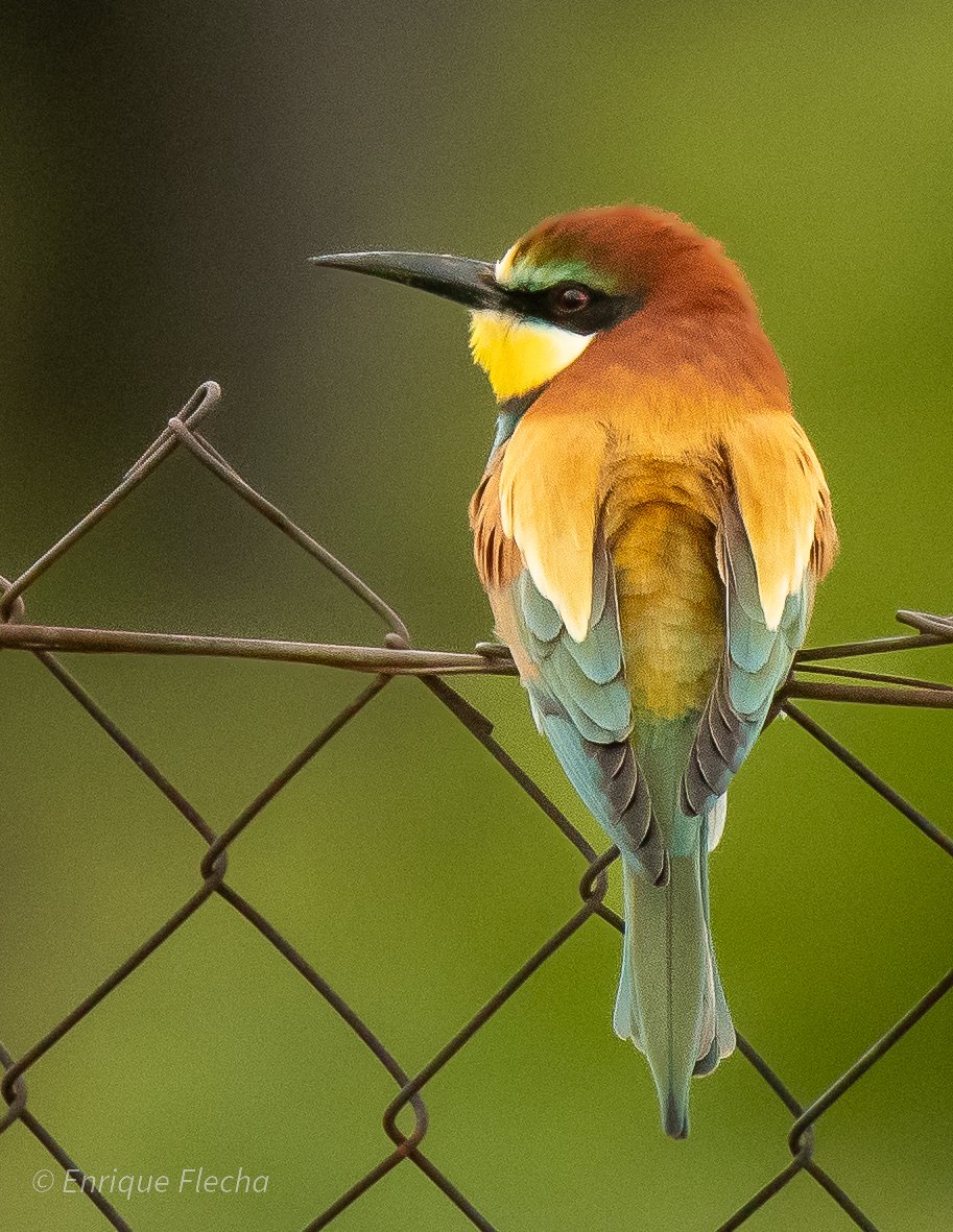Abejaruco europeo (Merops apiaster), un arcoiris alado. P.F. Polvoranca, Madrid, España, Abril 2025. Feliz Puente de Mayo, saludos.
Orden: Coraciiformes 
Familia: Meropidae 
#BirdsSeenIn2025 #nikon #tamron #wildlifespain #pajareando #aves #birds #ornitologia #birdslovers