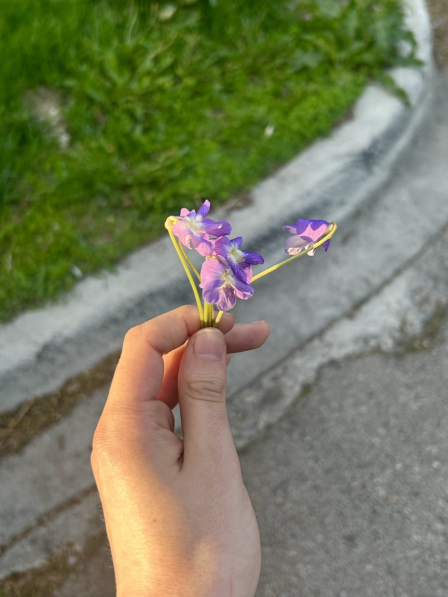 a small patch full of sweet violets at sunset, you can smell the exhaust from the pickup truck parked nearby.