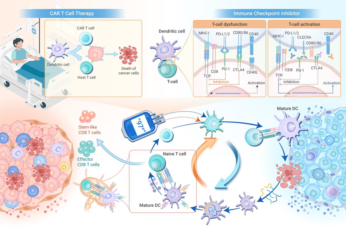 The_InnovationJ's tweet image. New in The Innovation Medicine! Dendritic cells instruct T cell anti-tumor immunity and immunotherapy response.
In this review, Xiao et al. discuss recent advancements in our understanding of DC biology under homeostatic conditions and within the tumor microenvironment with a…