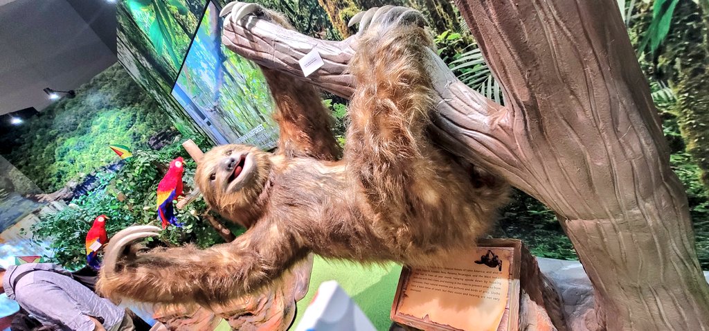 ガイアナに大きいナマケモノ🦥がいた🥰 #大阪関西万博2025 #コモンズB