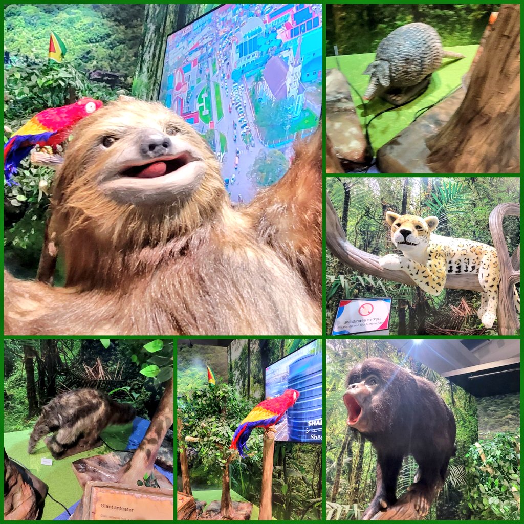 ガイアナに大きいナマケモノ🦥がいた🥰 #大阪関西万博2025 #コモンズB