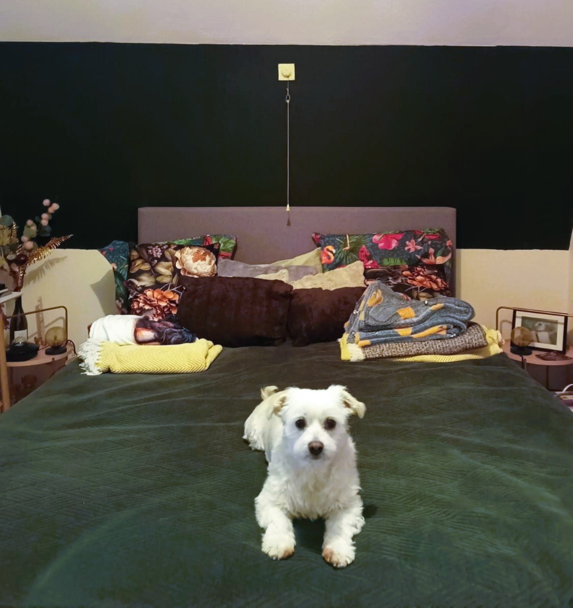 Claimed! This bed is mine!

#maltese #jackrussell #rescuedog #bedtime #dogs