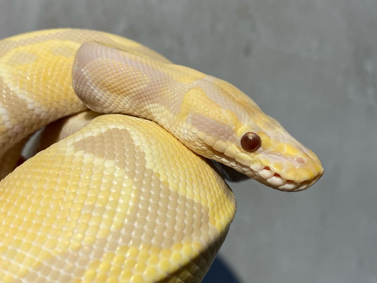 Michael_Gekkota's tweet photo. 0.1 Candy Ball Python available now! 🐍 

🔆 ALL  hognose Snakes in stock with a 30% discount! 💃🕺

 #BallPython #PinstripeSnake #ReptileLovers #SnakeSale #PetSnakes https://t.co/1z6GVs8g4A