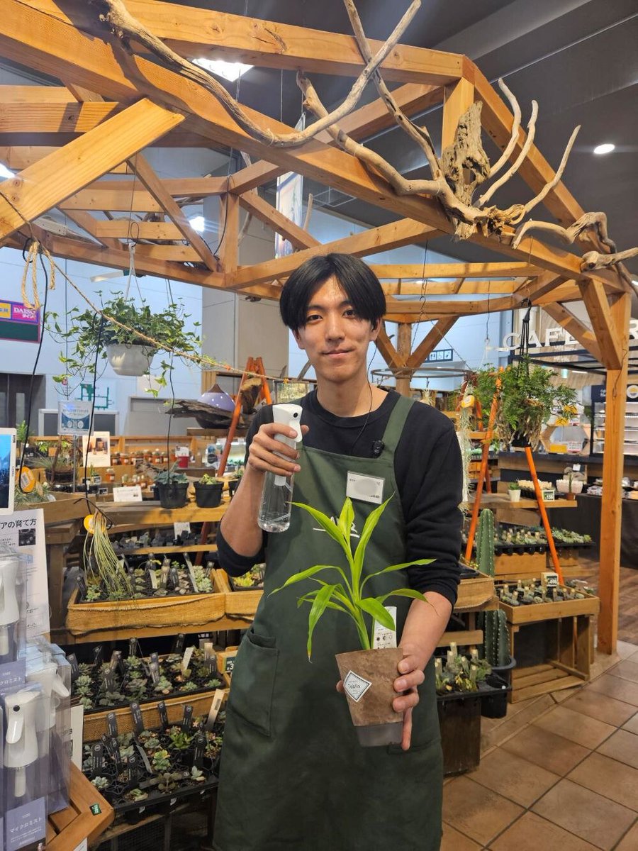 専用ページ カイラス産 ミストカーテンクォーツ 🌿カインズ 東大阪店のガーデン担当・桑原さんが“自腹買い”したのは